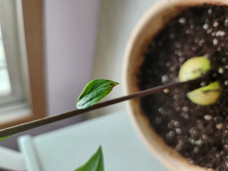 아보카도 키워보기 2편_7.jpg