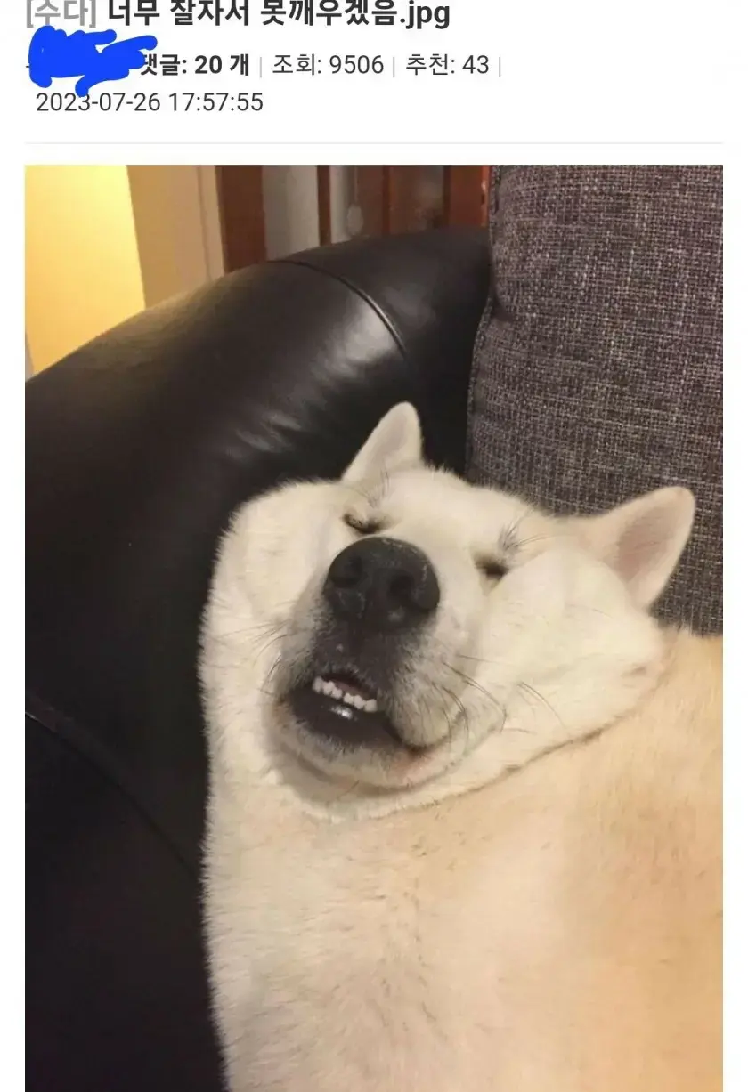 너무 잘 자서 못 깨우겠음.jpg_1.webp