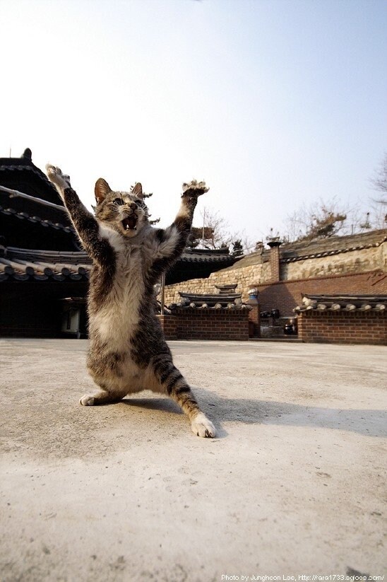무술 배우는 절에 고양이 데려가면 안되는 이유_1.jpg