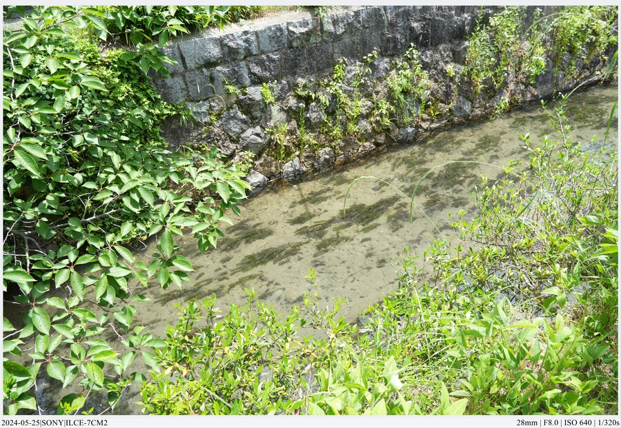 교토 여행기[24.05.24~27] - 2일차(上),후시미이나리,청수사,은각사_75.jpg