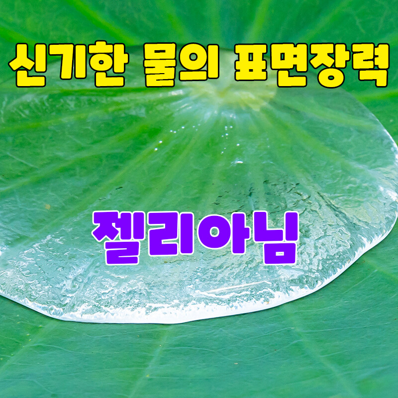 소니 매크로 렌즈로 찍은 물의장력 입니다._1.jpg