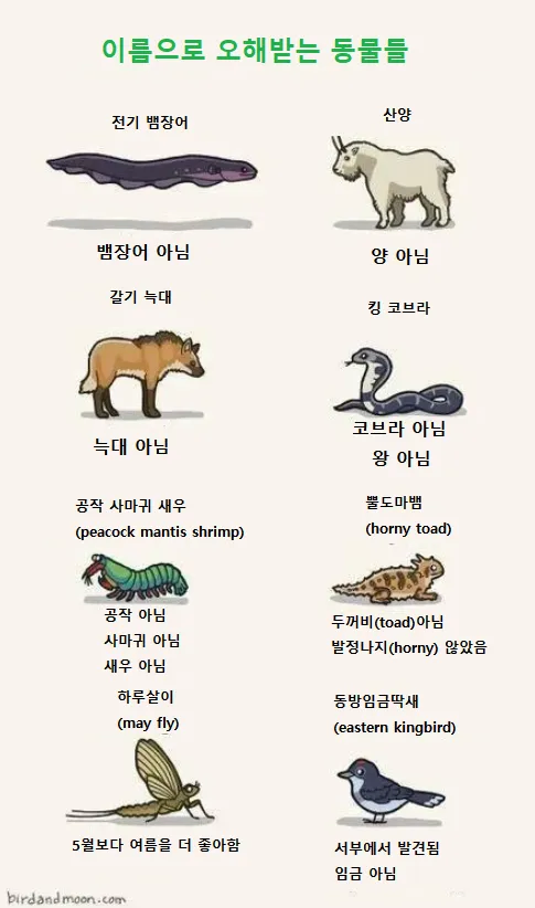 이름으로 오해받는 동물들.jpg_1.webp