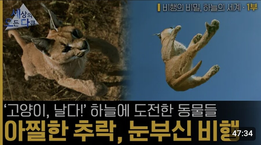 BBC 선정 비행 능력이 있는 고양이 JPG_1.jpg