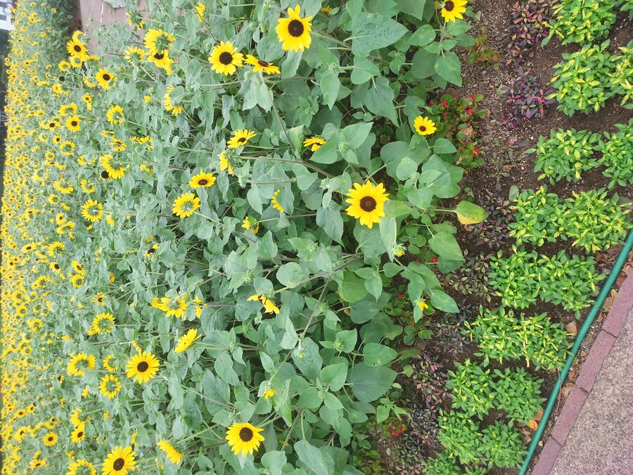 사세보 나가사키 여행 3_11.jpg