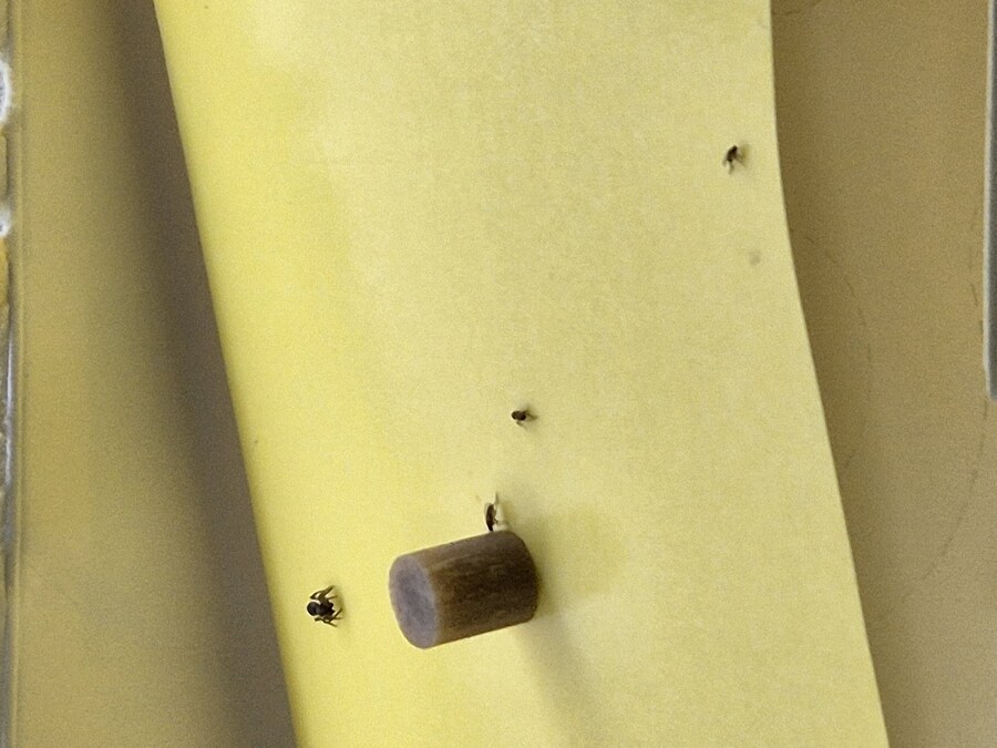 다이소) 2천원짜리 초파리 트랩 후기 2_2.jpg