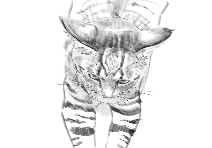 고양이)고양이 이름지을때_8.jpg