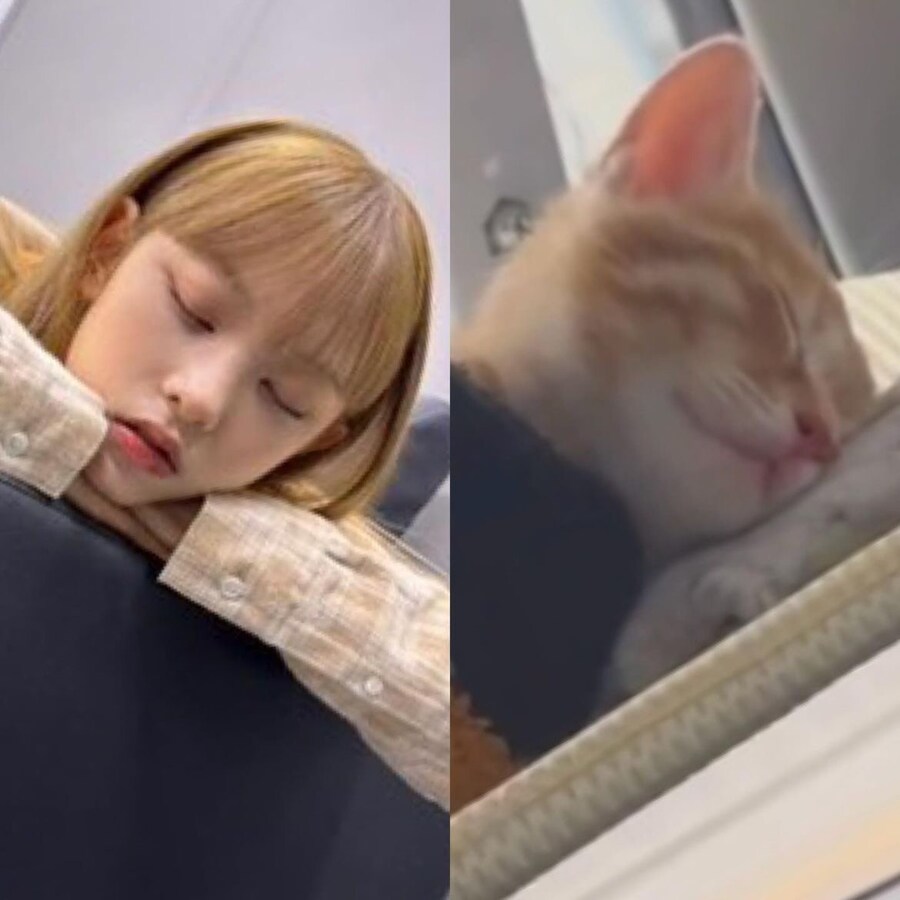 뉴진스 강해린 고양이 모음_1.jpg