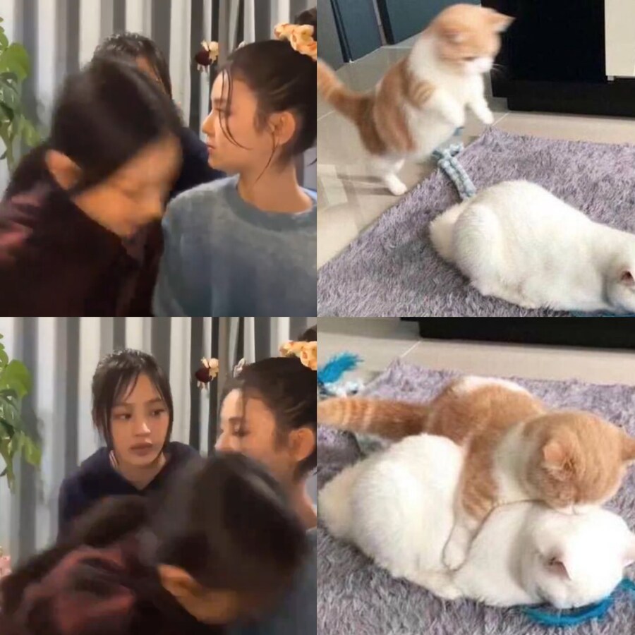 뉴진스 강해린 고양이 모음_6.jpg