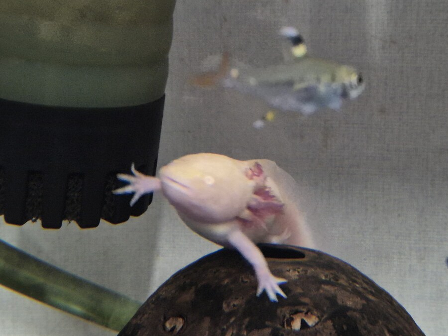 수조)튀어나오는 럼프_1.jpg