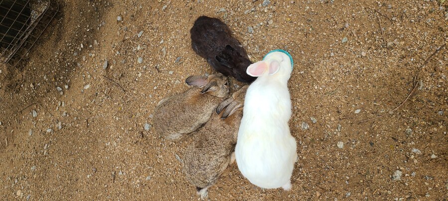 내돈내산) 안성팜랜드 다녀옴_1.jpg