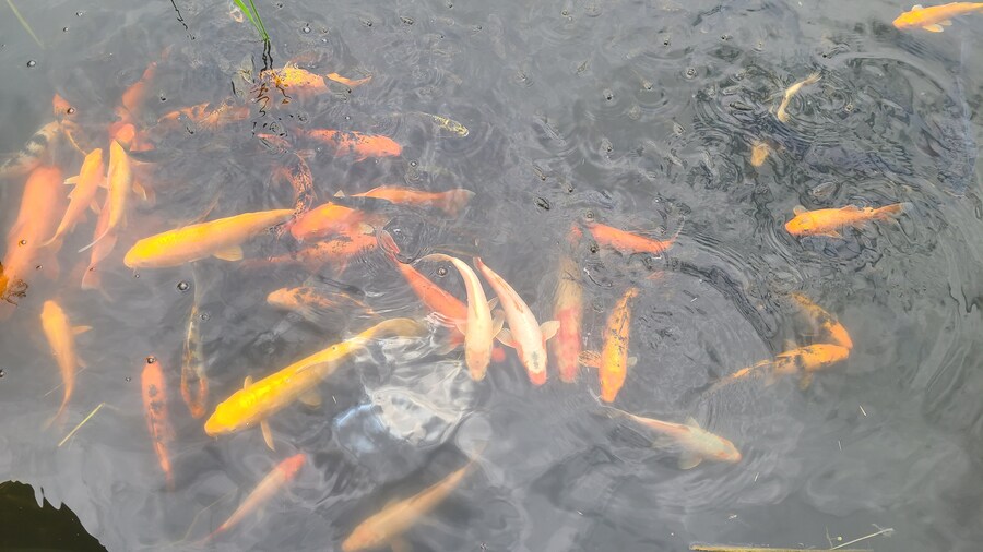 내돈내산) 안성팜랜드 다녀옴_4.jpg