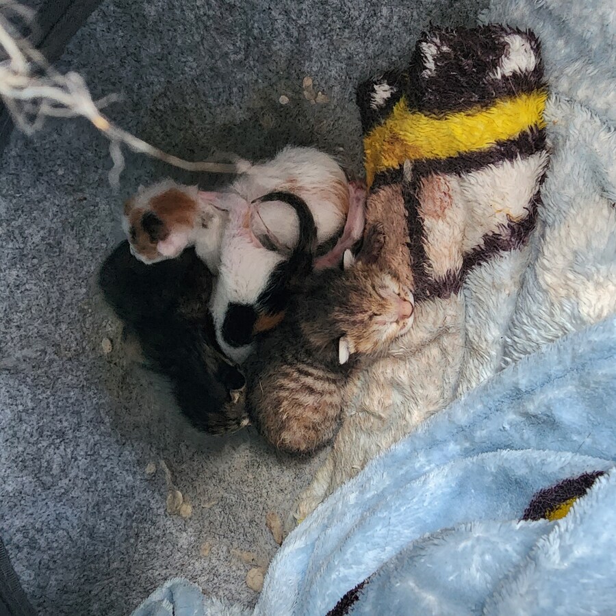 18일된 꼬물이들_2.jpg