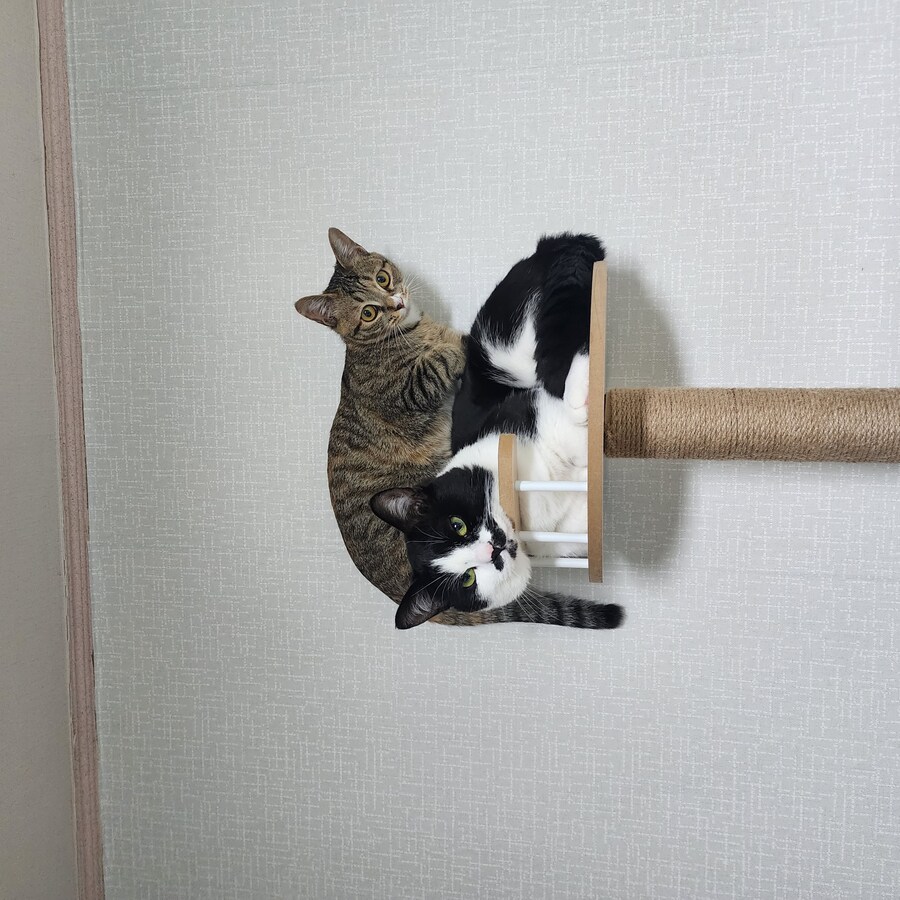 18일된 꼬물이들_11.jpg