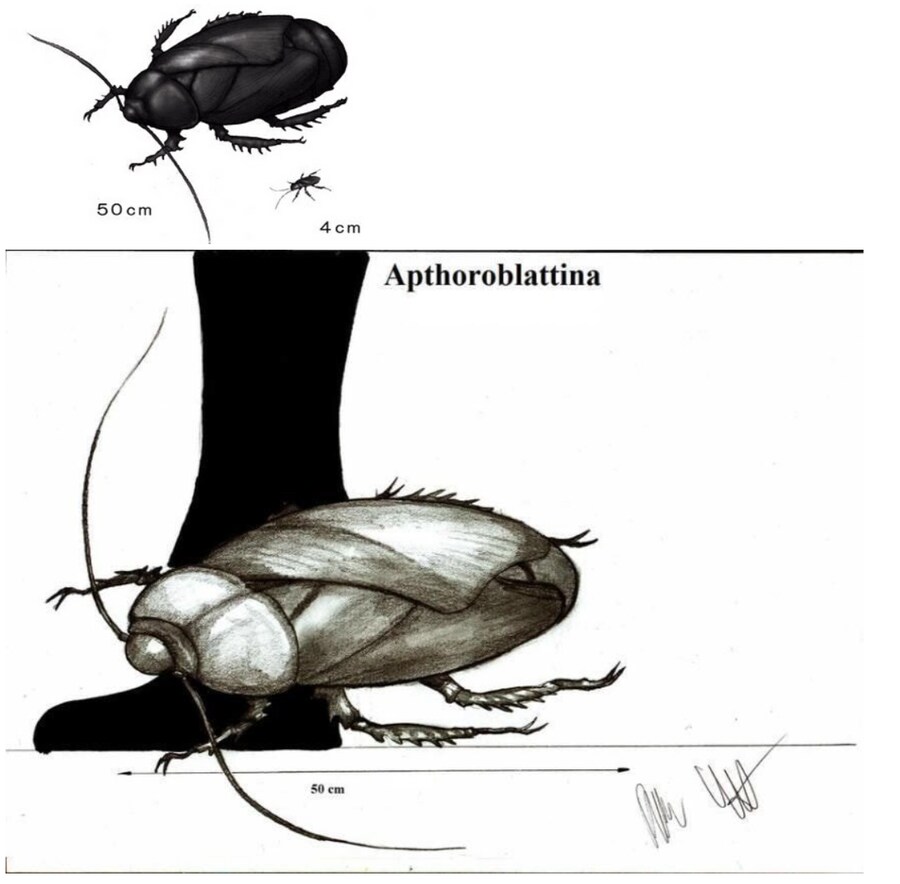 DNA 구조를 분석해 밝혀낸 고대 바퀴벌레 크기.jpg_1.png