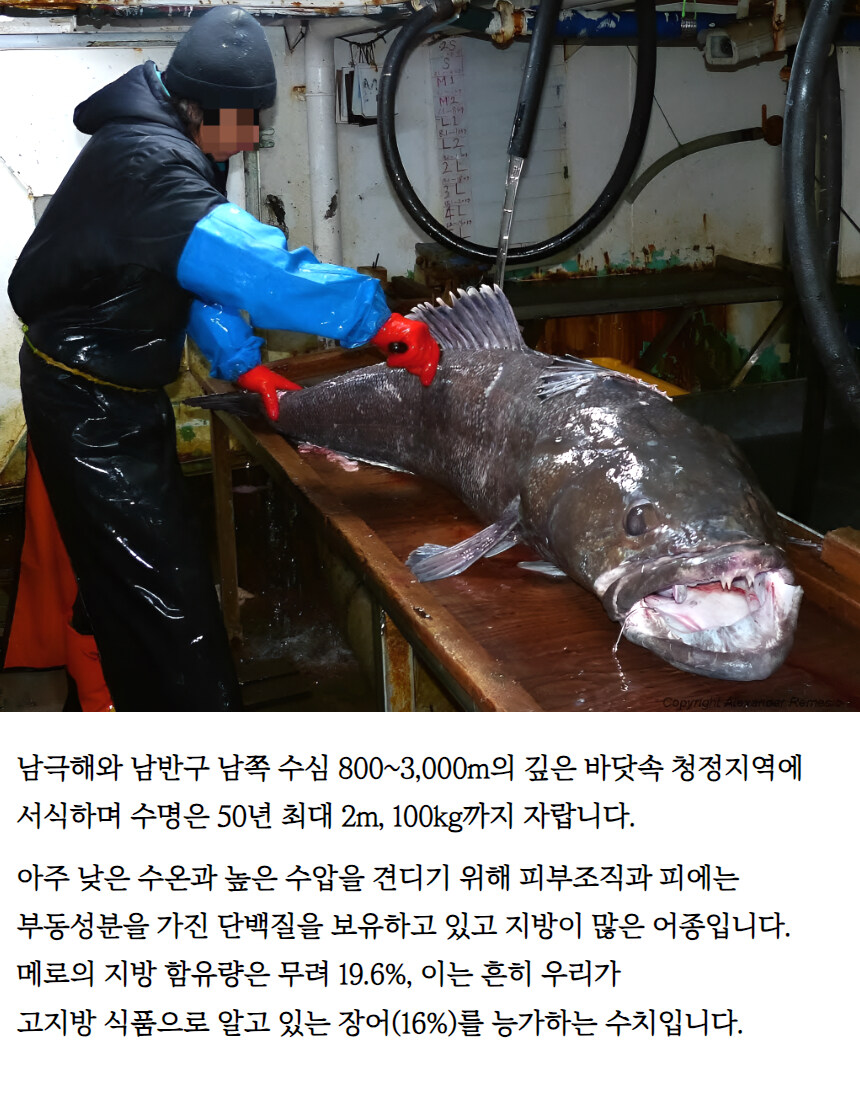 [네이버] 바다계의 꽃등심, 메로매운탕을 이 가격에!?_7.jpg