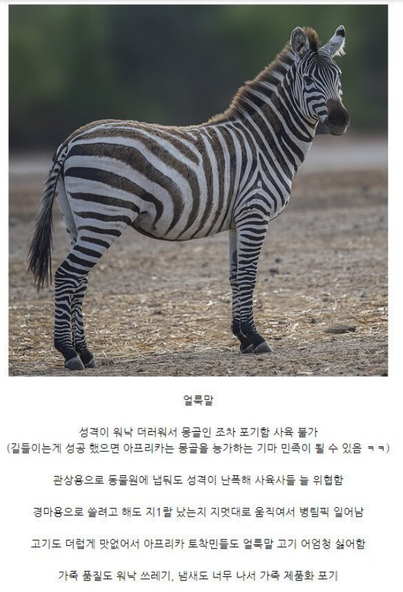 진짜 쓸모가 없어서 멸종 안한 동물_1.png