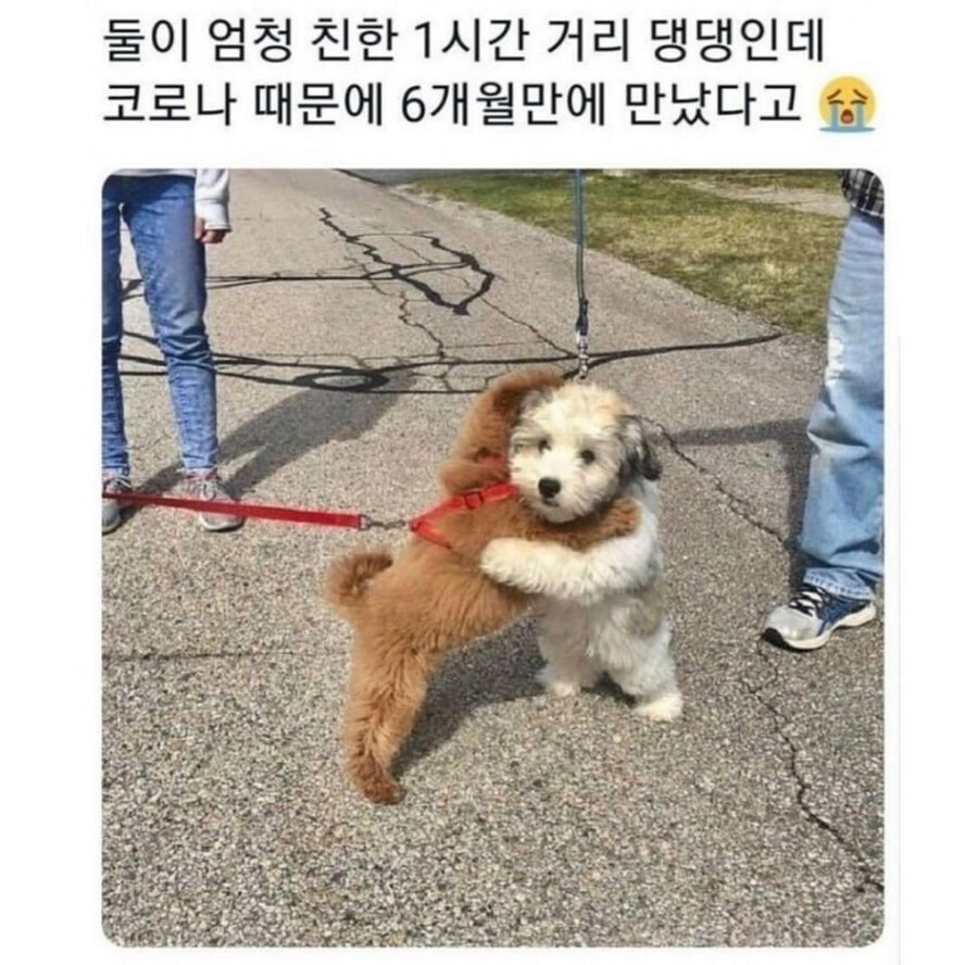 코로나 땜에 6개월만에 만난 댕댕이들_1.jpg