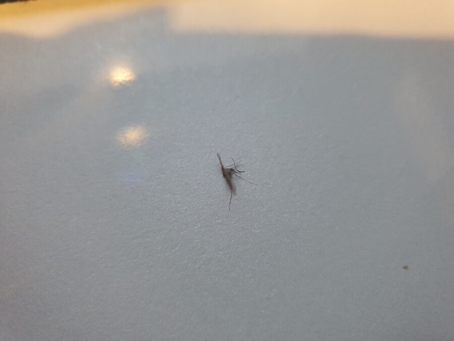 모기)시발 나도 보는 눈이 있지_1.jpg