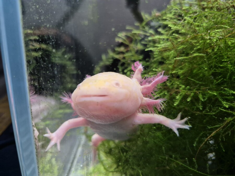 수조)아침의 럼프_1.jpg