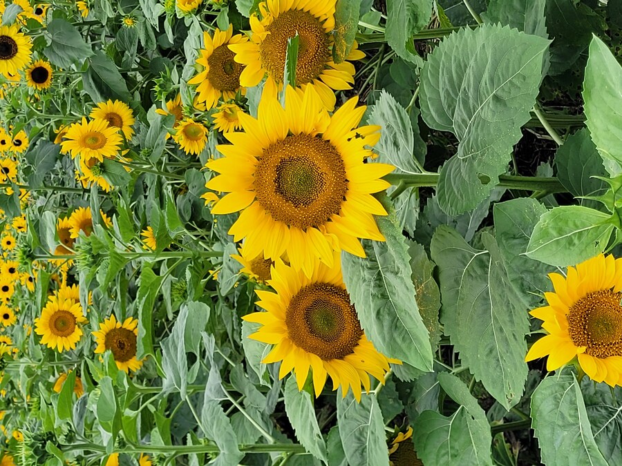 (스압) 5일간의 홋카이도 여행 - 비에이 (3/4)_11.jpg