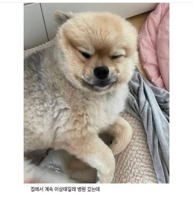 어느집 강아지의 엄살_2.jpg