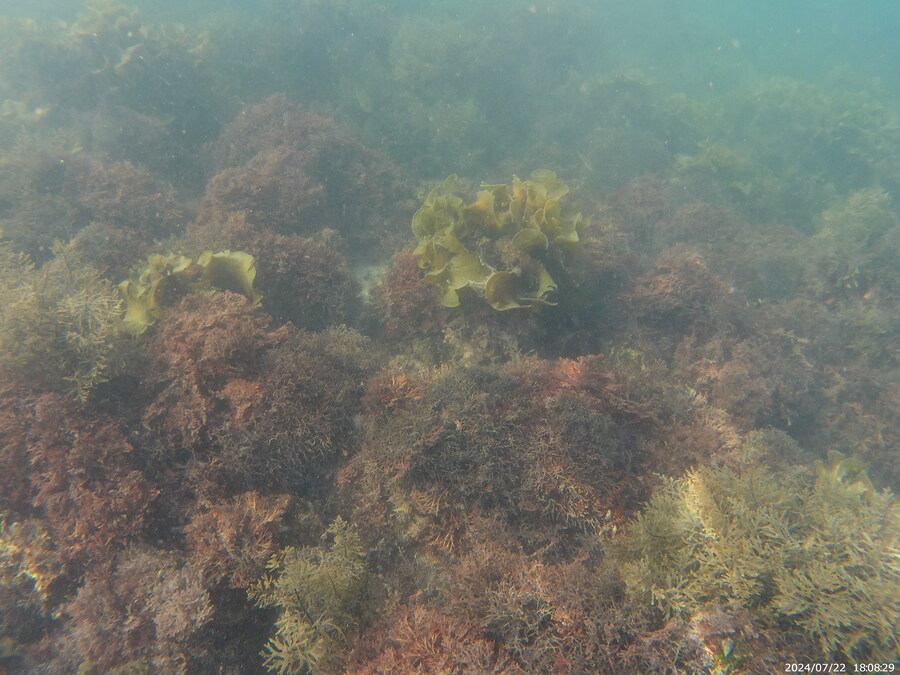 제주도에서 스노클링 하고 왔습니다._1.jpg