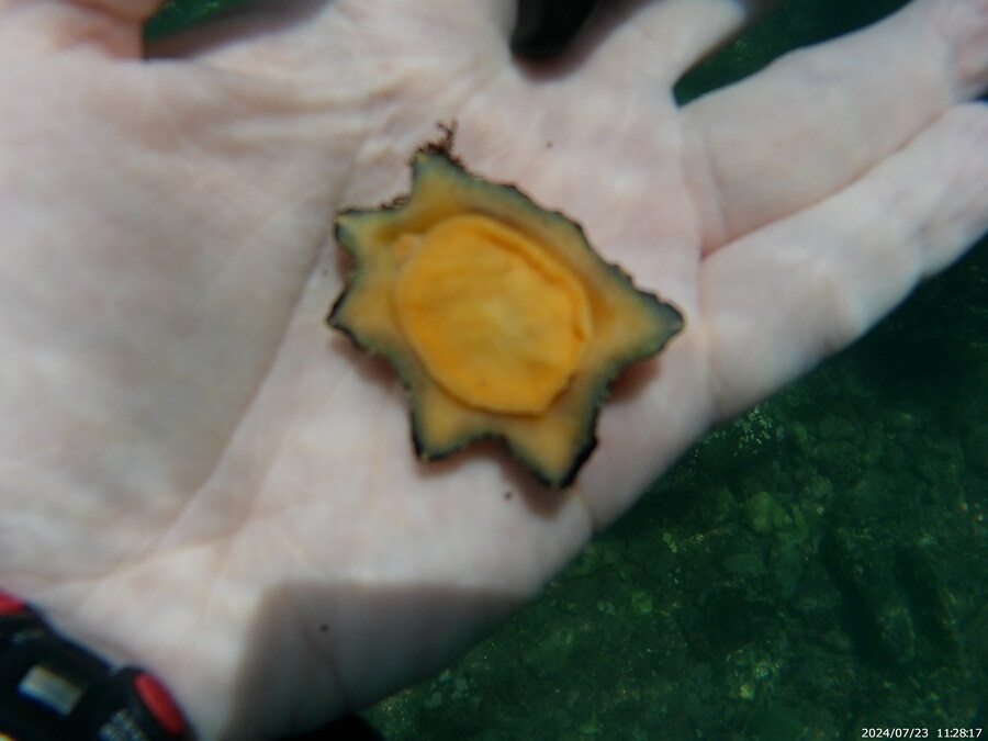 제주도에서 스노클링 하고 왔습니다._20.jpg