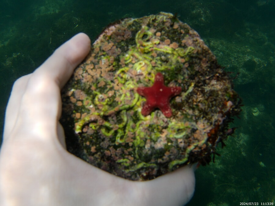 제주도에서 스노클링 하고 왔습니다._37.jpg