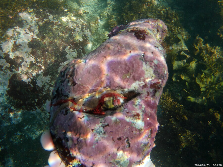 제주도에서 스노클링 하고 왔습니다._41.jpg