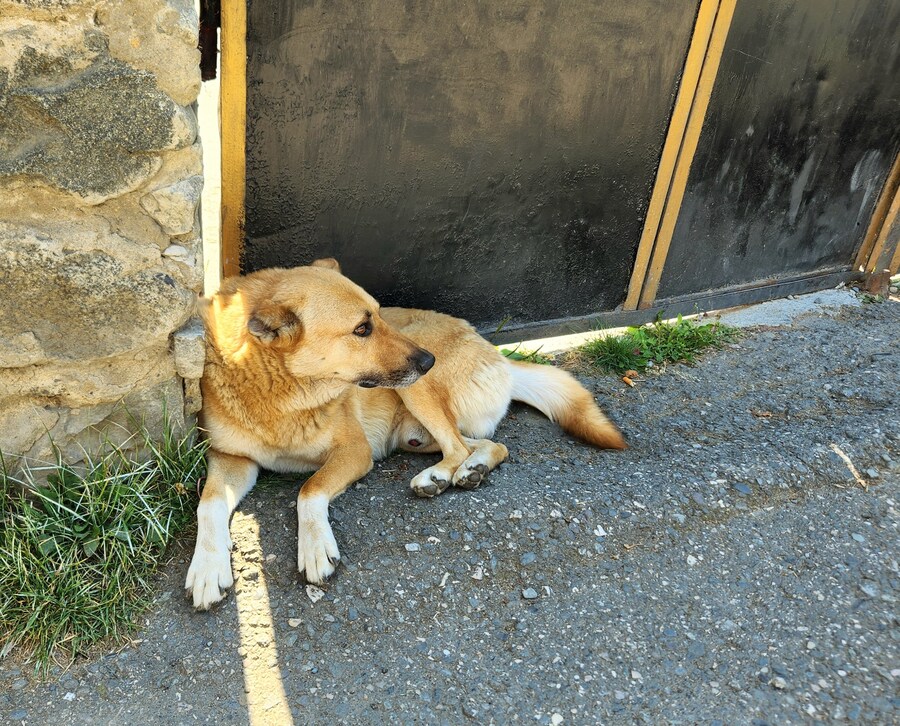 스압)산과 산의 도시. 14,15번째 도시 쿠타이시, 메스티아 (조지아)_12.jpg