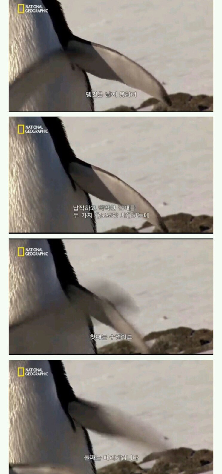 펭귄 날개의 용도_1.jpg
