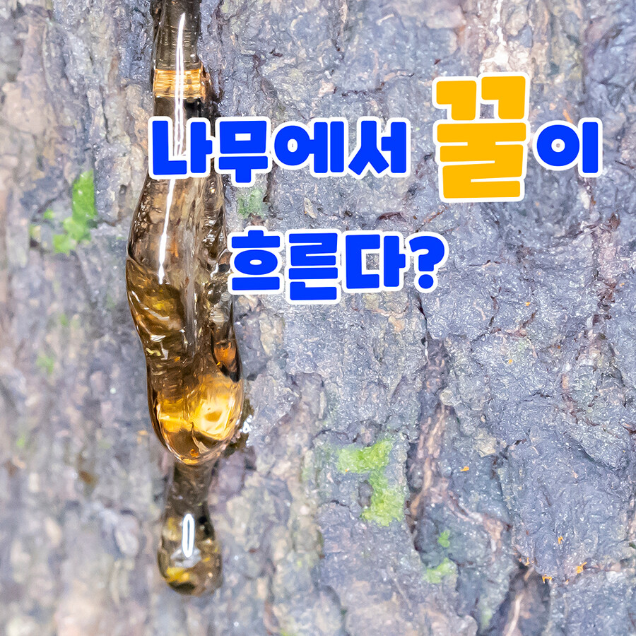 이건 아무리 봐도 "꿀" 인거 같습니다._1.jpg