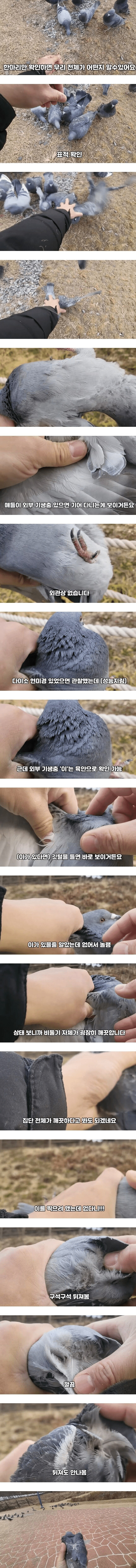비둘기가 얼마나 더러운지 알아보자_1.png