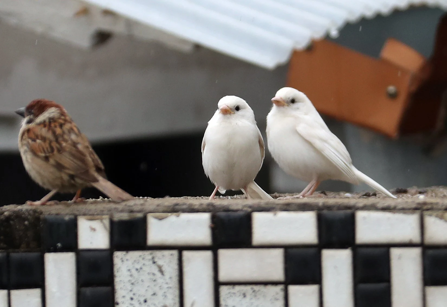 흑화증 참새와 알비노 참새_2.webp