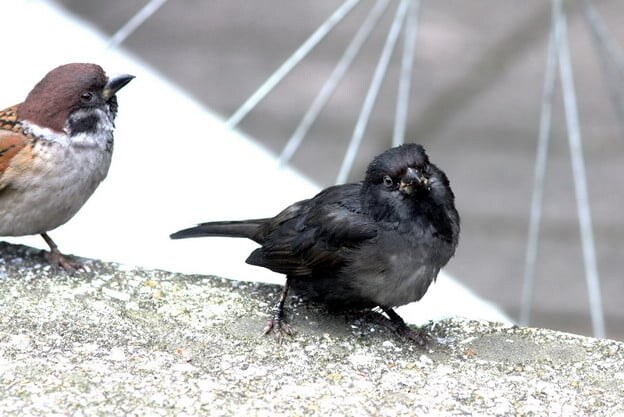 흑화증 참새와 알비노 참새_5.jpg