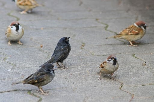 흑화증 참새와 알비노 참새_6.jpg