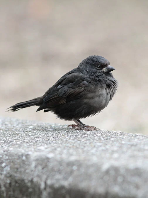 흑화증 참새와 알비노 참새_8.webp