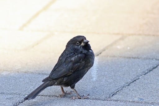 흑화증 참새와 알비노 참새_9.jpg
