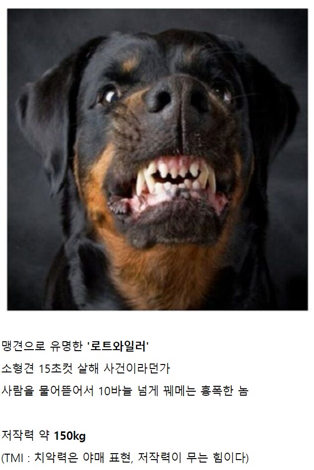 중세시대 기마병이 존나 무서웠던 이유 .jpg_1.png