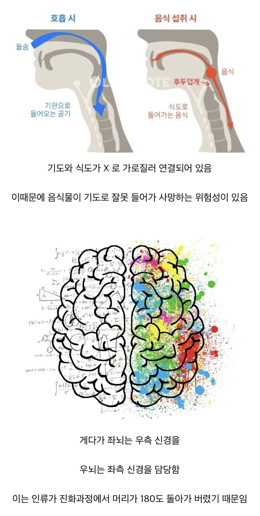 인류가 진화하면서 목이 180도 돌아간 흔적_1.jpg