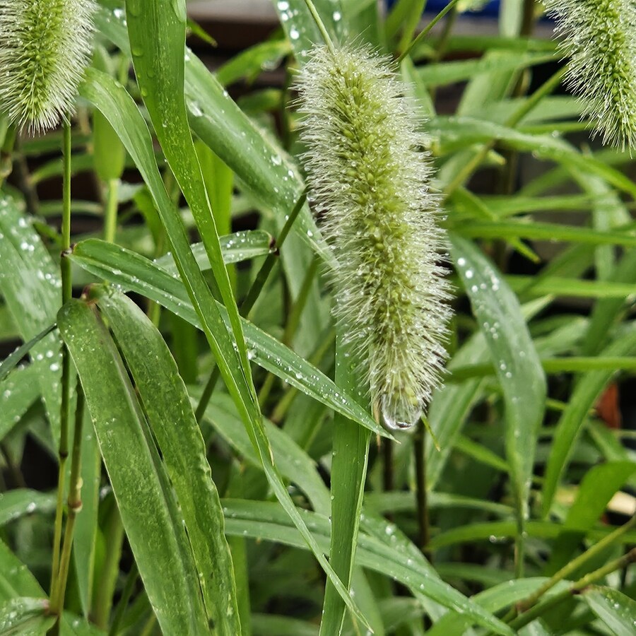 밥 먹고 찍어본 식물들_1.jpg
