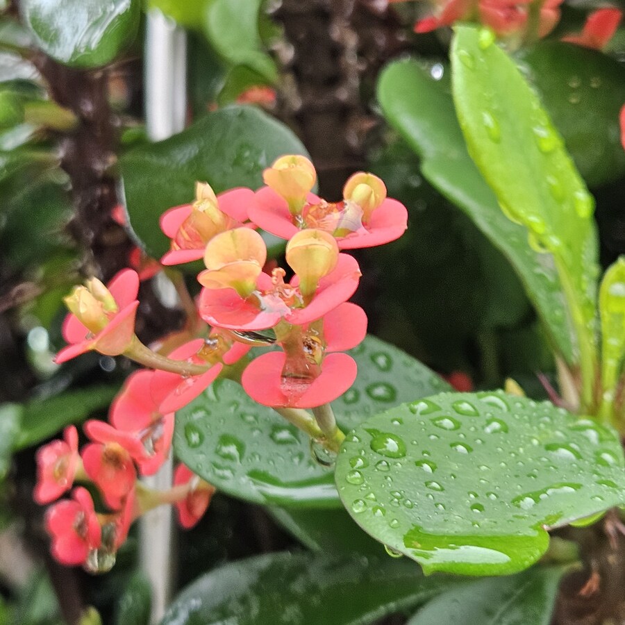 밥 먹고 찍어본 식물들_2.jpg