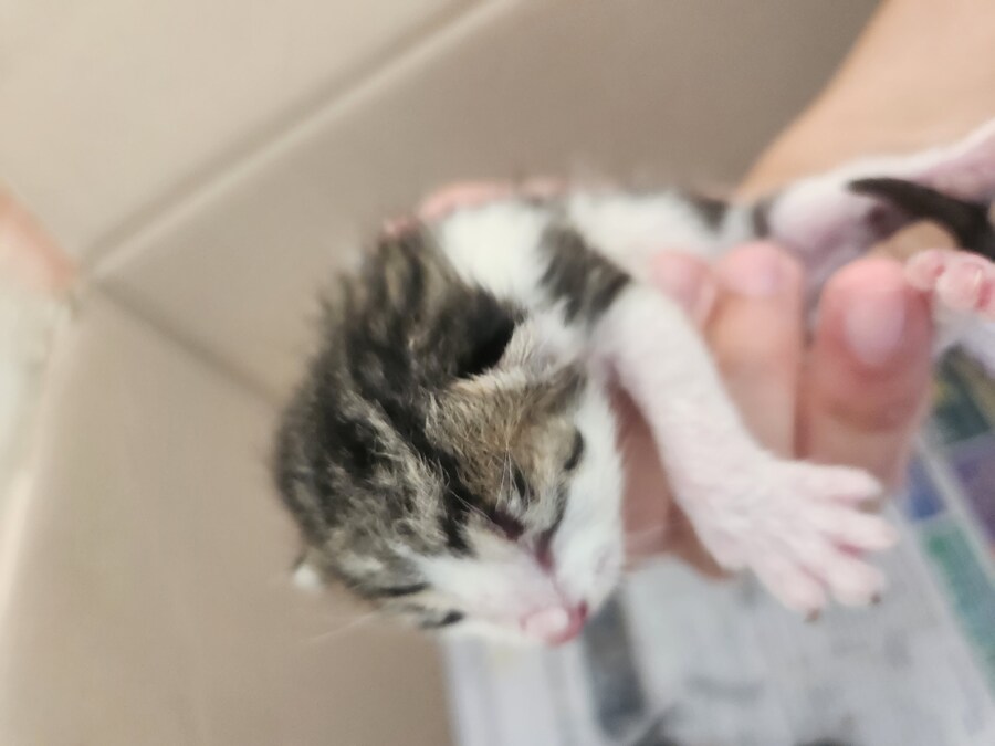 불법) 얘드라 귀한거 갖고옴 빨리와봐_2.jpg