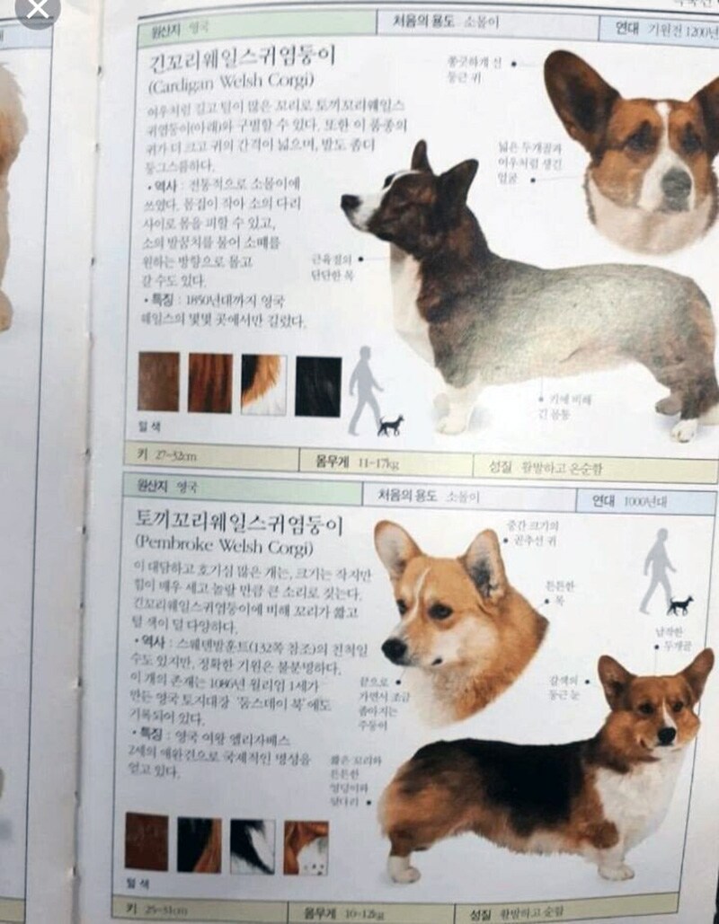 웰시코기 본명을 알아보자_2.jpg