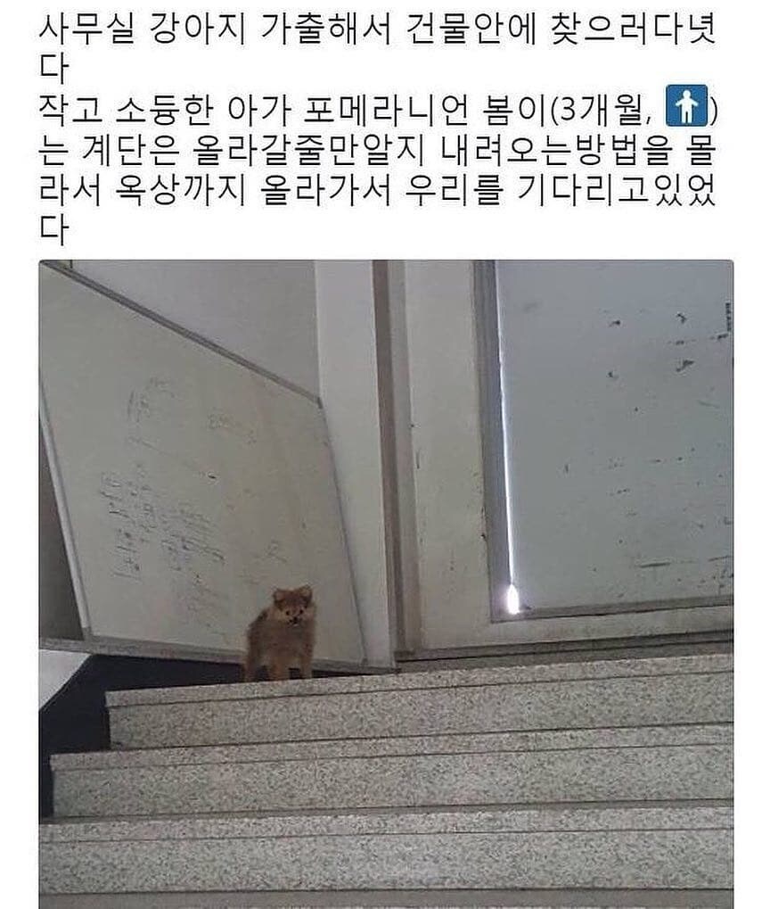 사무실 강아지의 가출.jpg_1.jpg