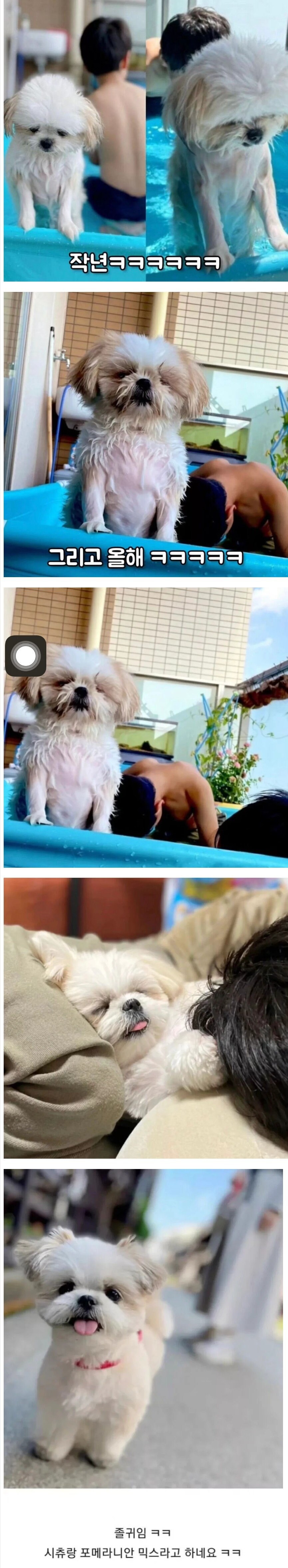 그 유명했던 물놀이개 올해 근황(강아지를 이길 수 있는건 작은 인간)_1.jpg