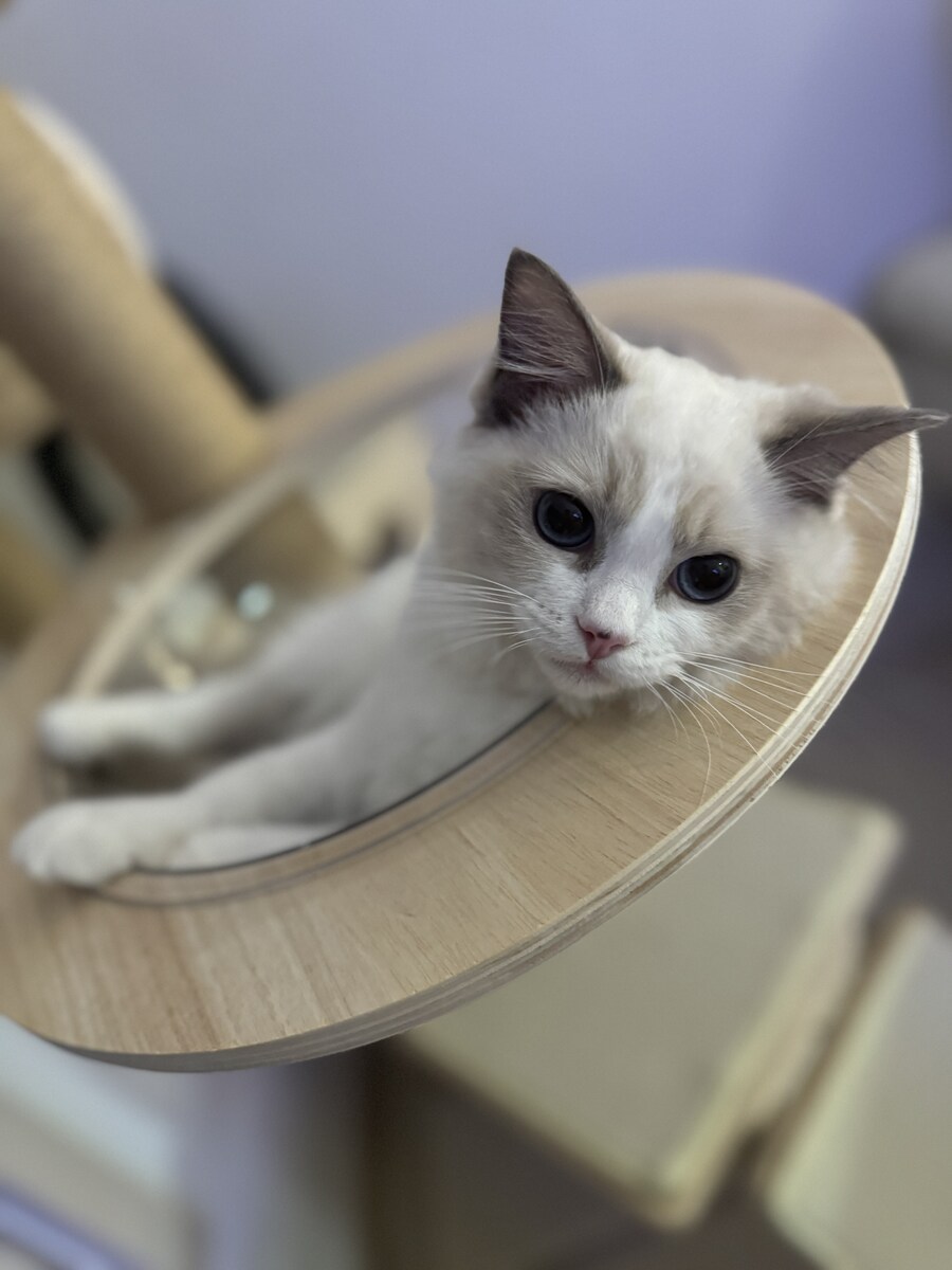 이번주의 고양이 록희_6.jpg