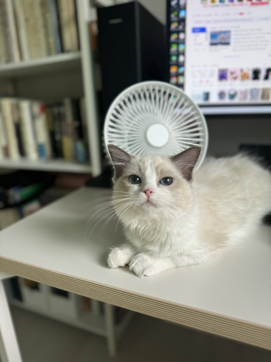 이번주의 고양이 록희_8.jpg