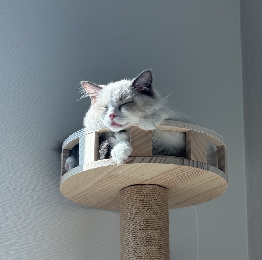 이번주의 고양이 록희_9.jpg