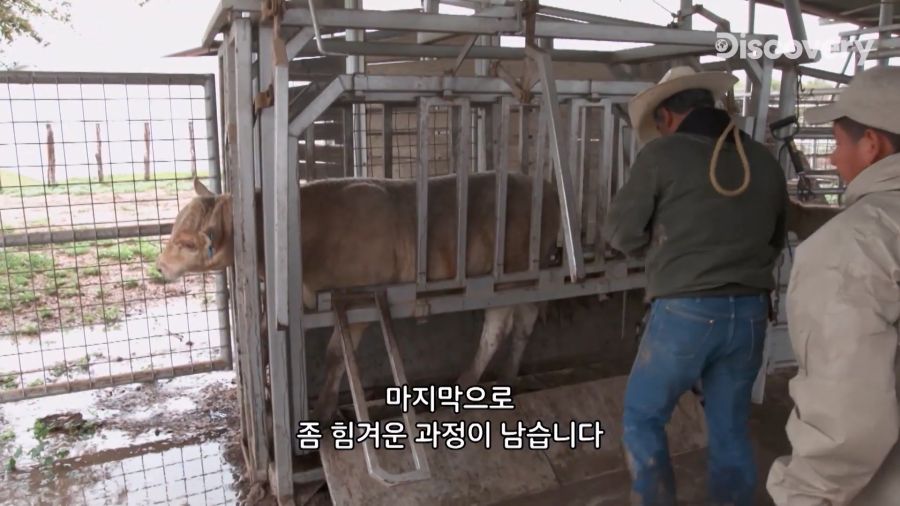 부랄튀김, 텍사스판 뒷고기_3.jpg